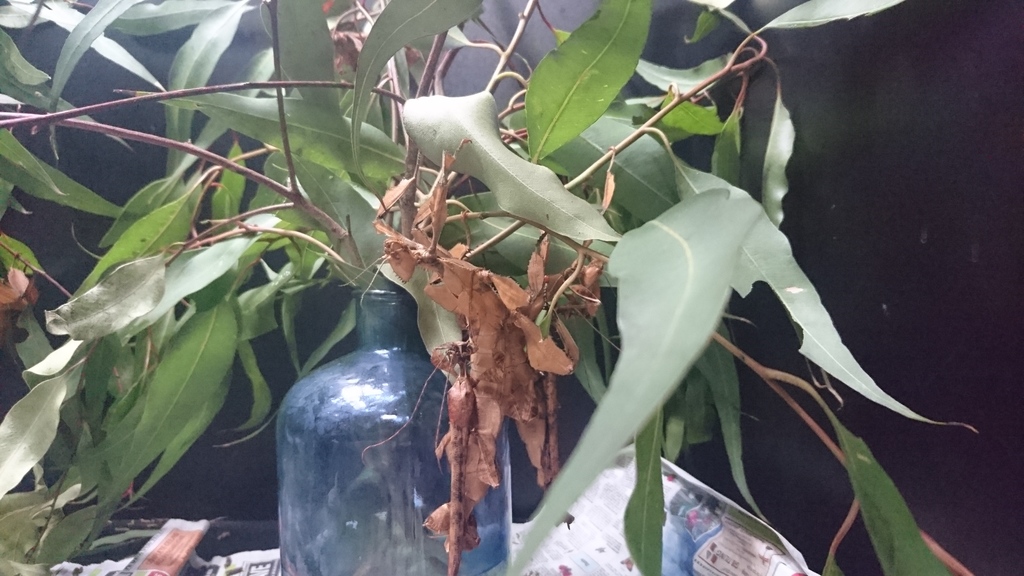 Several PHASMIDS can be seen within, getting busy.