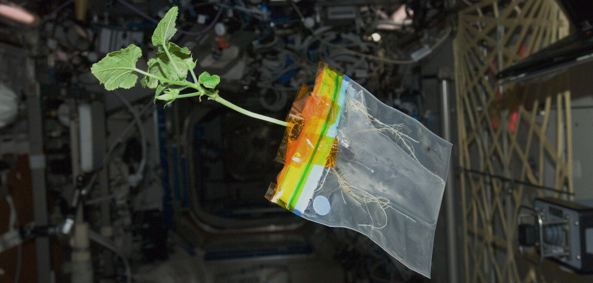 Don Pettit's space zucchini, grown in nothing but a ziplock bag and a few drops of water. If only it were so easy. Image credit: Don Pettit / NASA