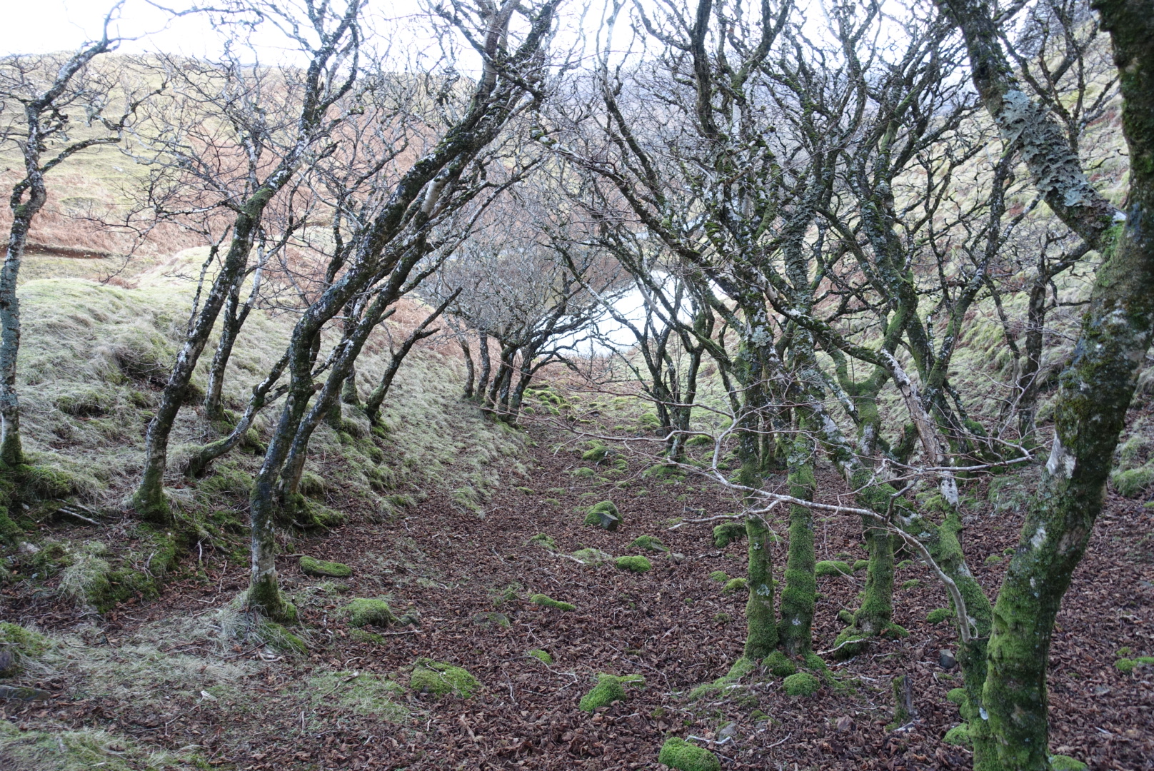a path through the trees